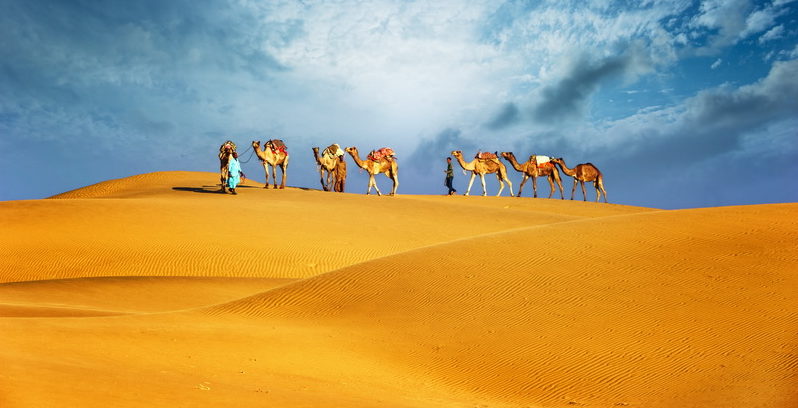 camels in desert