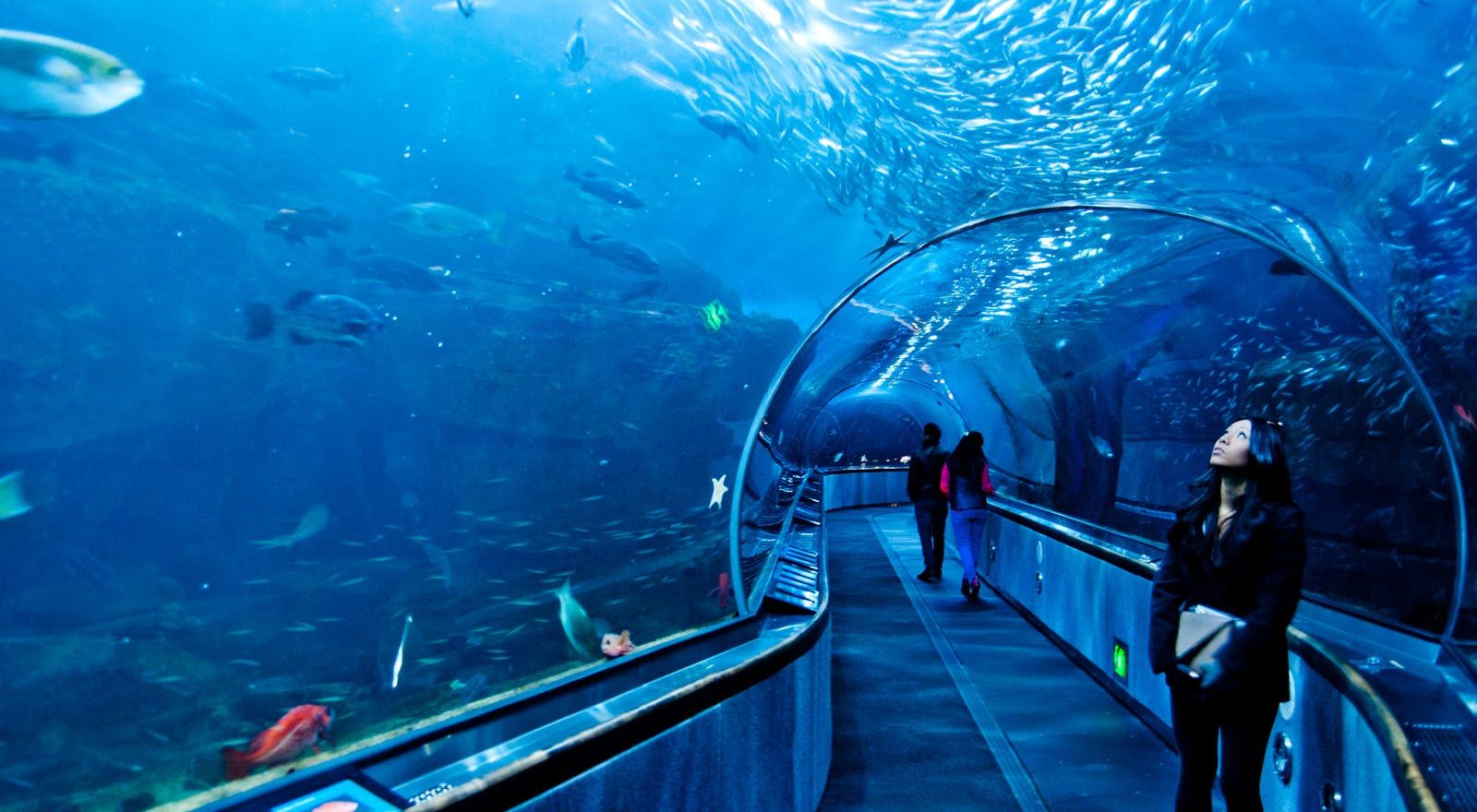 Dubai Aquarium | See the piece of Ocean Dubai Aquarium