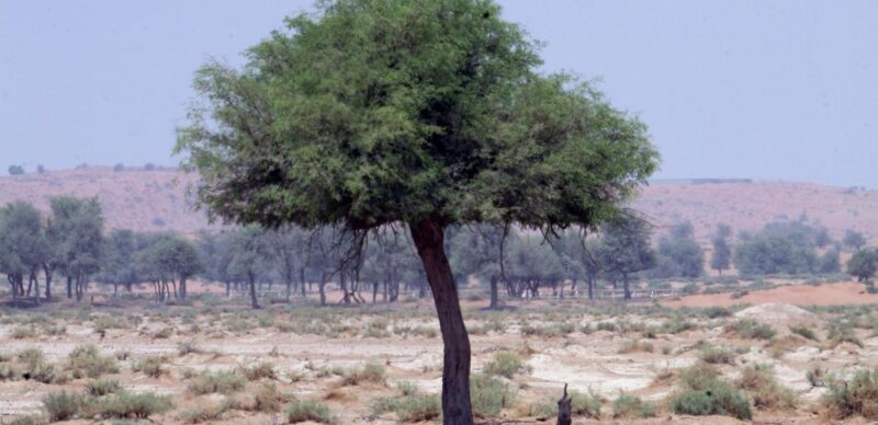Ghaf Tree Is The Symbol Of Tolerance In UAE