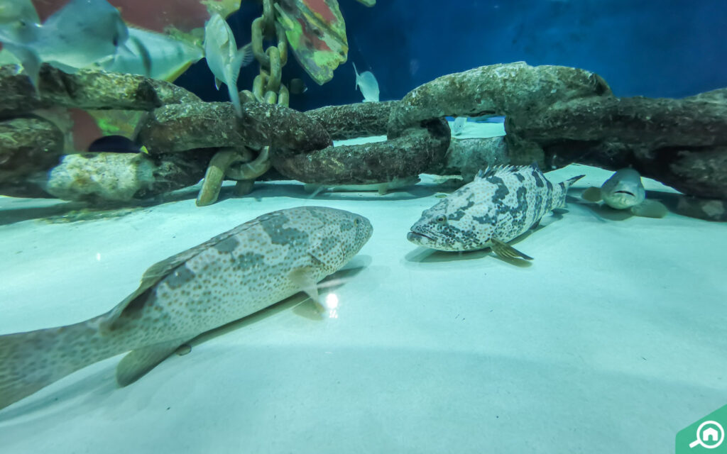 Sharjah Aquarium Dubai