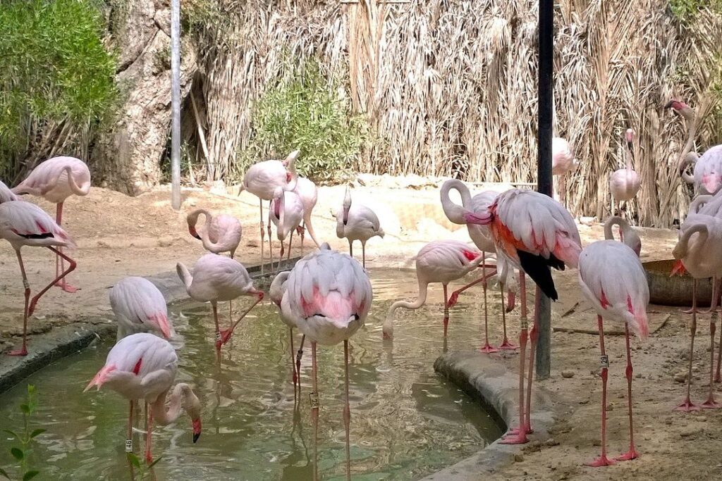 Birds in Dubai Zoo