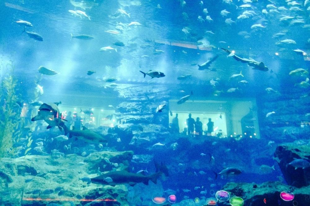 Dubai-Aquarium Dubai-Aquarium