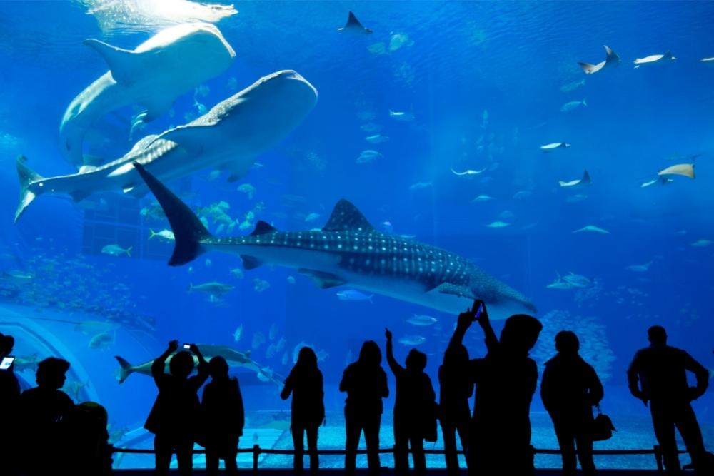 The Lost Chambers Aquarium in atlantis dubai