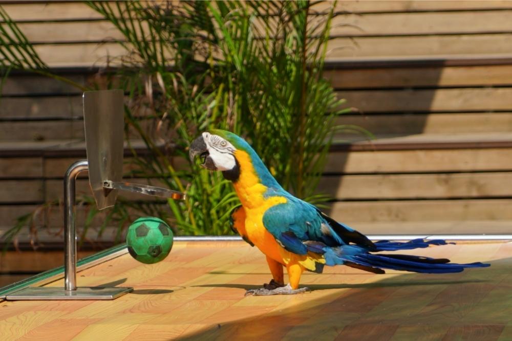 The Creek Park Exotic Bird Show