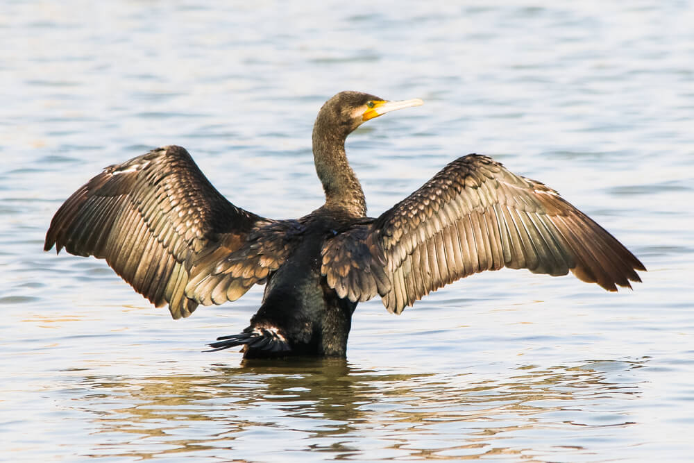 Birds at Ras Al Khor Wildlife Sanctuary