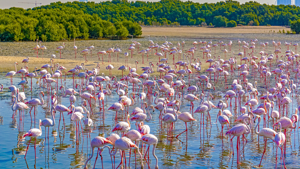 ras al khor wildlife sanctuary